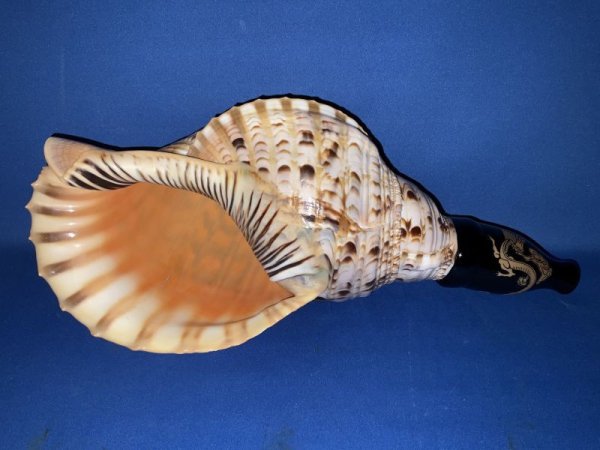 画像1: 幻の法螺貝誕生　最高級（真言タイプ）　歌口木製法螺貝　修験の響き　龍神 (1)