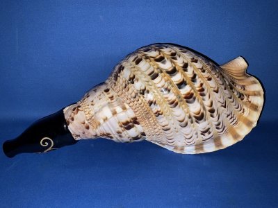 画像1: 幻の法螺貝誕生　最高級（真言タイプ）　歌口木製法螺貝　修験の響き　龍神