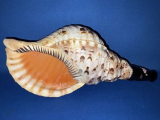 修験道法螺貝37.5㎝ 山伏 密教 魔除け 熊よけ❣️ほら貝