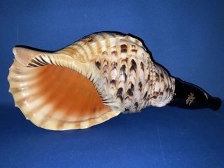 戦国時代法螺貝　ほら貝　ホラガイ 法螺貝（ほら貝）販売のお店 戦国 ホラ貝ほらがいホラガイ