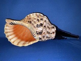 美品　天然　法螺貝　フタ付　標本　ほら貝ホラ貝