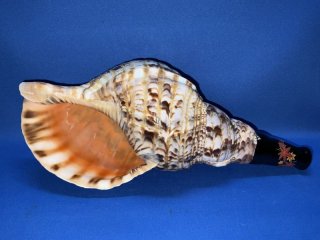 法螺貝　35㎝　貝袋付き　822g　28000円和楽器
