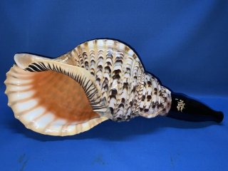 法螺貝　35㎝　貝袋付き　822g　28000円和楽器