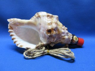 法螺貝（ほら貝）販売のお店 戦国 ホラ貝ほらがいホラガイ