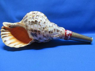 法螺貝（ほら貝）販売のお店 戦国 ホラ貝ほらがいホラガイ