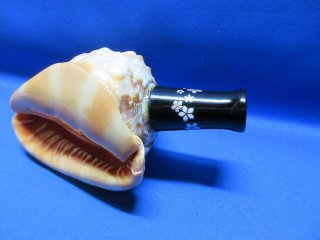 法螺貝（ほら貝）販売の店 戦国 ホラ貝 ほらがい ホラガイ