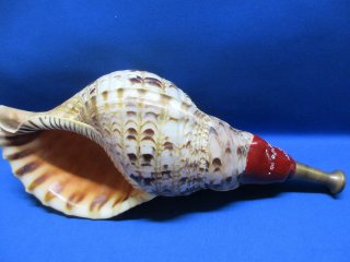 法螺貝・歌口付 サイズ44cm-46cm 真言タイプ | 鳴り物,法螺貝