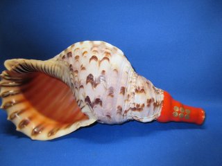 法螺貝 ほら貝 大型 No.9 : 宮忠 - 通販 - Yahoo!ショッピング