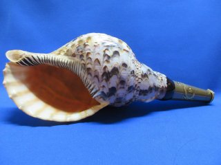法螺貝Nｏ44．和太鼓、ホラ貝、和楽器、当山派、修験道 70726f647563742f32303235303633