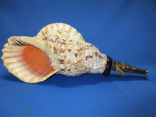 特大肉厚44㎝修験道法螺貝 山伏 希少特大44㎝修験道法螺貝 山伏 密教 魔除け 熊よけ 赤紐付き