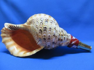 法螺貝 ホラガイ ほらがい 紐付き