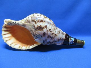 ホラガイ ホラ貝 ほら貝 法螺貝 魔除け 置物 和楽器