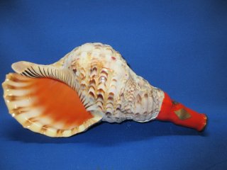 ほら貝 法螺貝 ホラ貝 36cm 700g