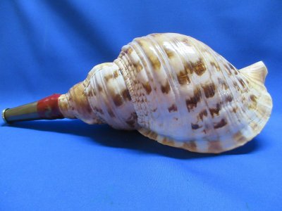 法螺貝 約39㎝ 木製歌口 赤紐付　新品　 MH-414 法螺貝 約39㎝ 木製歌口,赤紐付 新品 MH-429 法螺貝 約39㎝