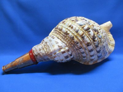 法螺貝　ほら貝　約40cm 759g 最高級 法螺貝 40cm 歌口木製 大型 ほら貝 密教 ホラ貝 山伏