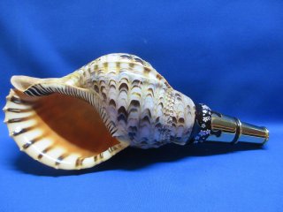 法螺貝（ほら貝）販売のお店 戦国 ホラ貝ほらがいホラガイ