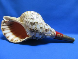 法螺貝（ほら貝）販売のお店 戦国 ホラ貝ほらがいホラガイ