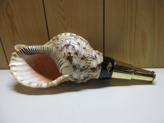 ホラ貝　法螺貝 法螺貝（ほら貝）販売のお店 戦国 ホラ貝ほらがいホラガイ