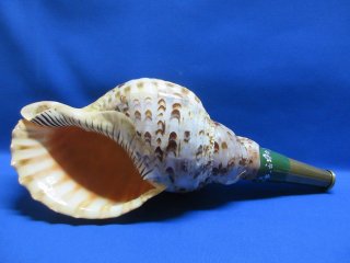 法螺貝（ほら貝）販売の店 戦国 ホラ貝 ほらがい ホラガイ (Page 5)