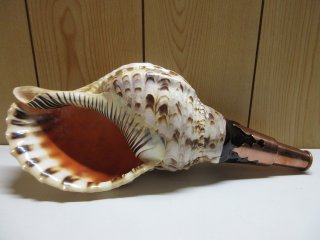 法螺貝　ほら貝　ホラガイ 法螺貝（ほら貝）販売のお店 戦国 ホラ貝ほらがいホラガイ