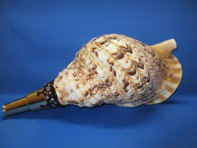 画像1: 戦国法螺貝 黄金の吹口 桜吹雪