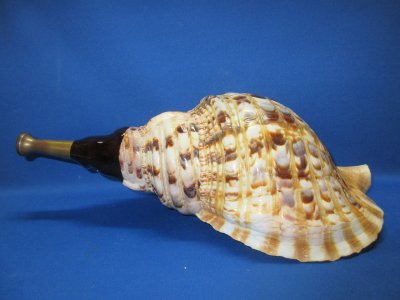 画像1: 戦国ホランペット 桜