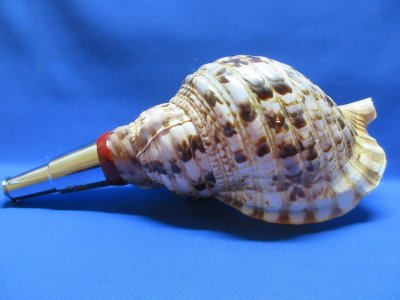 画像2: 山伏法螺貝 不動明王梵字入 カエデ