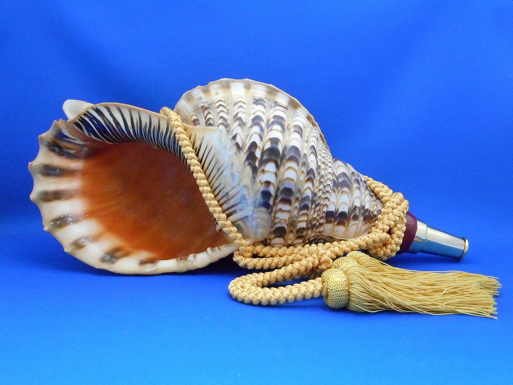 美品　天然　法螺貝　フタ付　標本　ほら貝ホラ貝